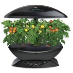 AeroGarden Tomatoes